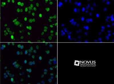 Immunocytochemistry/ Immunofluorescence: Histone H3 [Dimethyl Lys36] Antibody - BSA Free [NB21-1252]